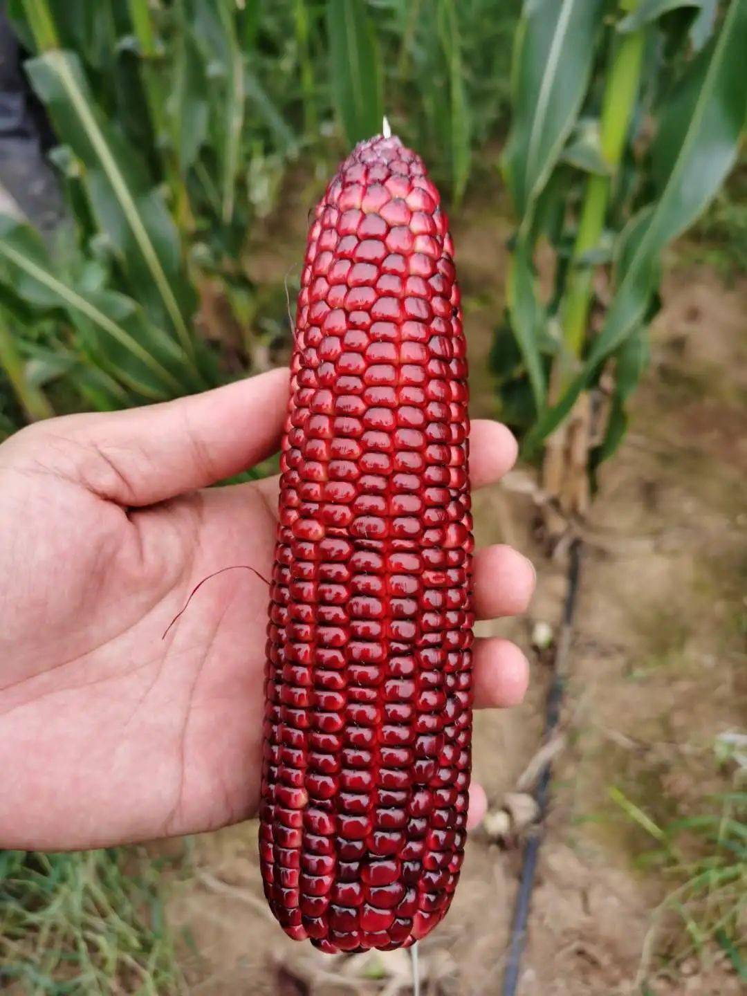 助力农户红宝石水果玉米来啦可生吃非转基因身边人都在看直播抢玉米你