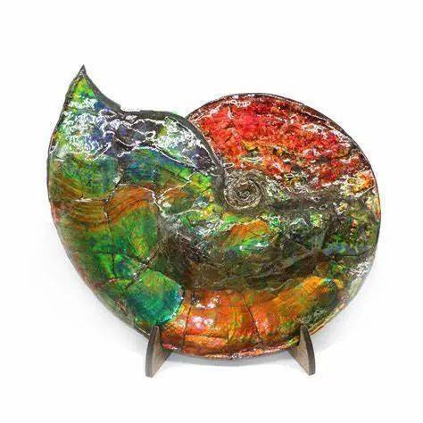 国与石大自然的油画加拿大国石彩斑菊石