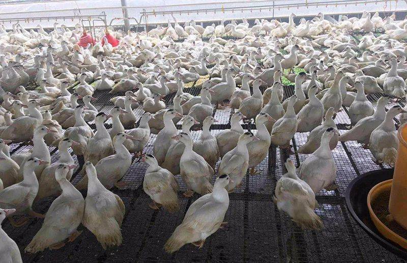 液体酸化剂在番鸭饲养上应用的案例分析_养殖