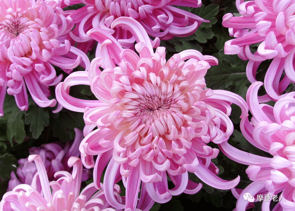 九九重阳节快到了这十朵菊花十首菊诗与你共赏