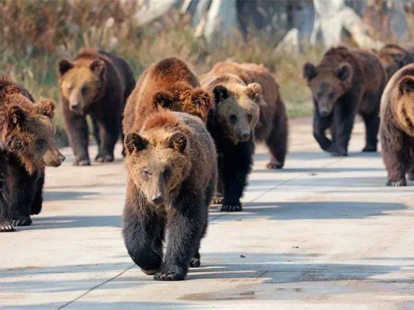 飼養員被熊撕咬身亡這類慘劇已發生多起野生動物園的漏洞如何填補