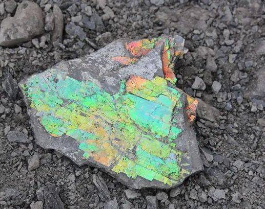 国与石大自然的油画加拿大国石彩斑菊石