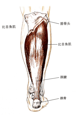 腿腕位置图图片