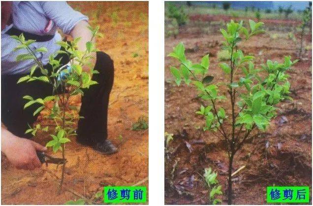 油茶苗成林后的整枝方法与修剪步骤