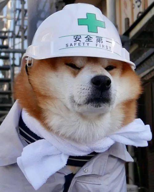 千万别送二哈去狗咖打工啊