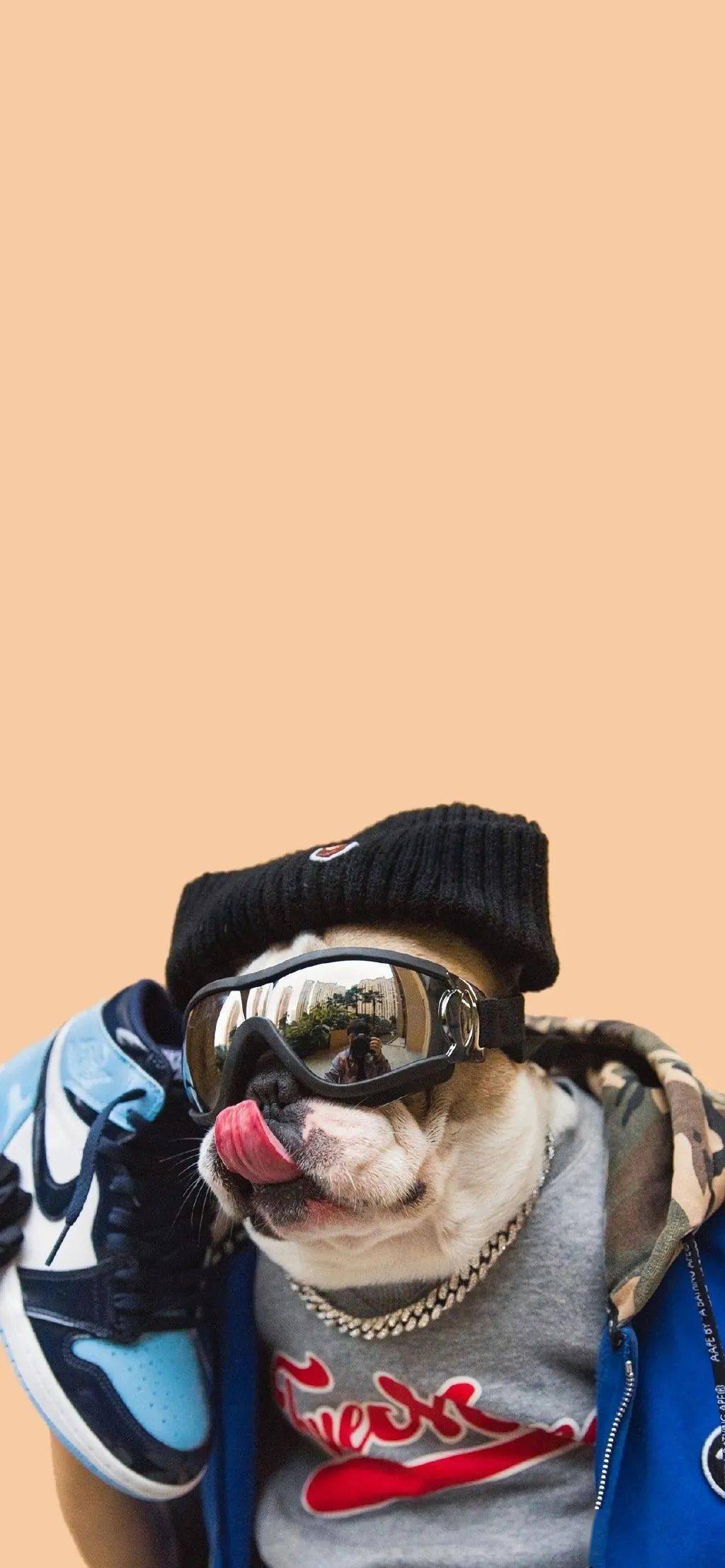 狗狗宠物壁纸哈士奇金毛柴犬柯基治愈萌宠可爱温暖手机桌面锁屏背景图