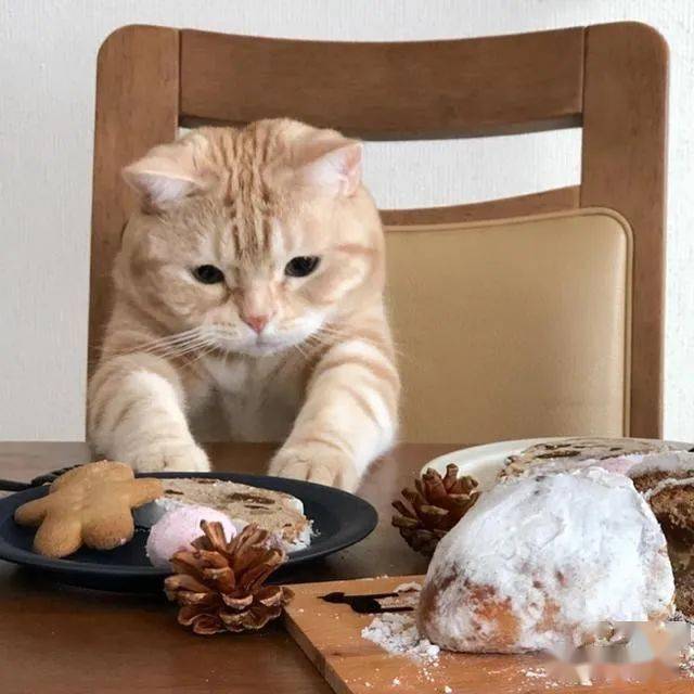 日本最贪吃人气猫 只要餐桌摆出食物 就会自动现身