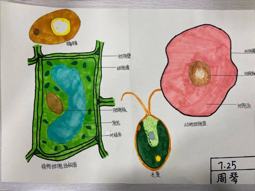 动植物细胞手绘图片