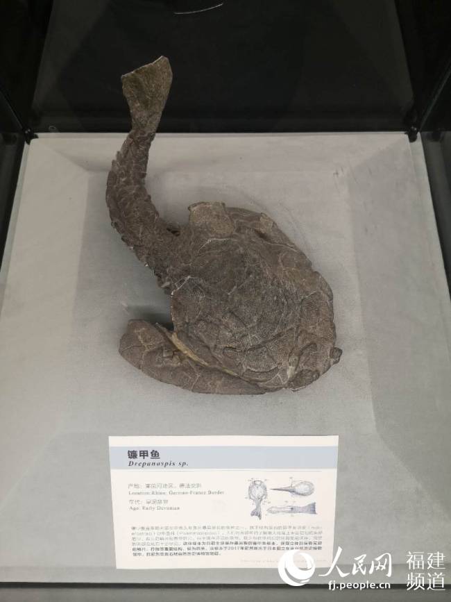 泉州南安这座石材自然历史博物馆用2000多件馆藏讲述石头的文化