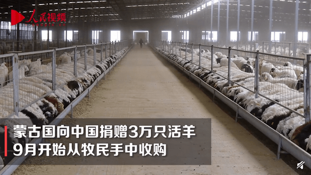 蒙古国捐赠的3万只羊来啦首批4000只今日顺丰直达