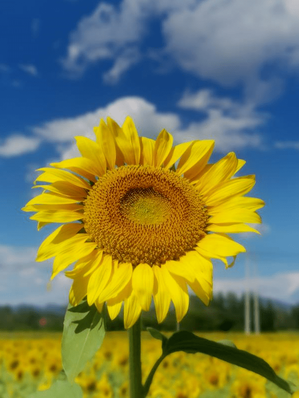 "我眼中的大美房山"随手拍作品展(十四)