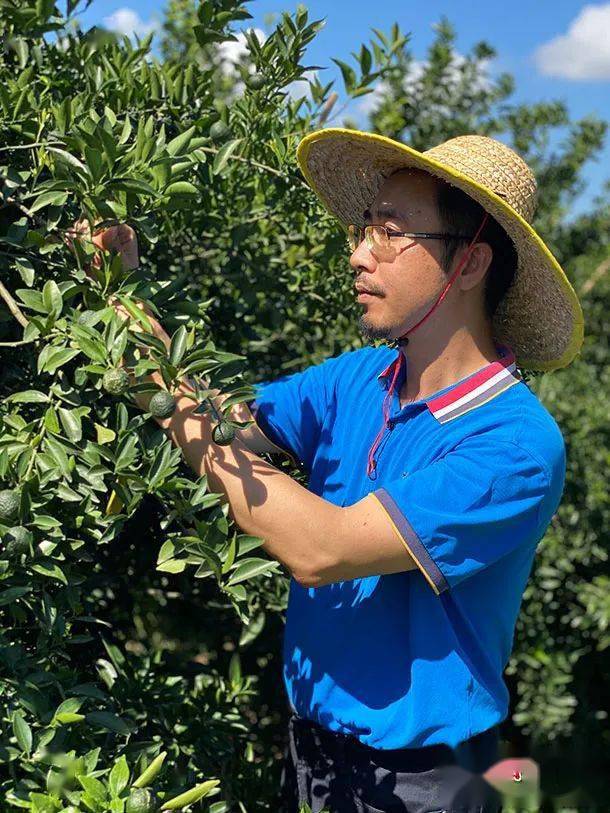 李健群 摄在新会陈皮领域率先探索有机化种植模式,温伟成的勇气可嘉