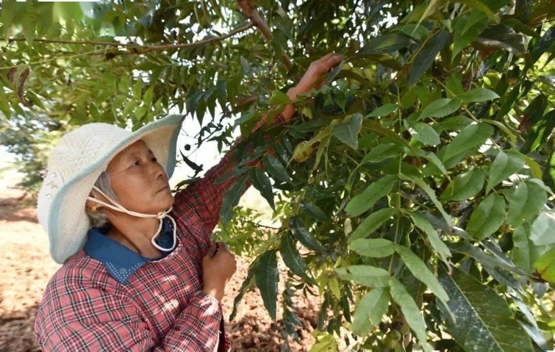 "巢湖产"碧根果迎来采摘季_种植