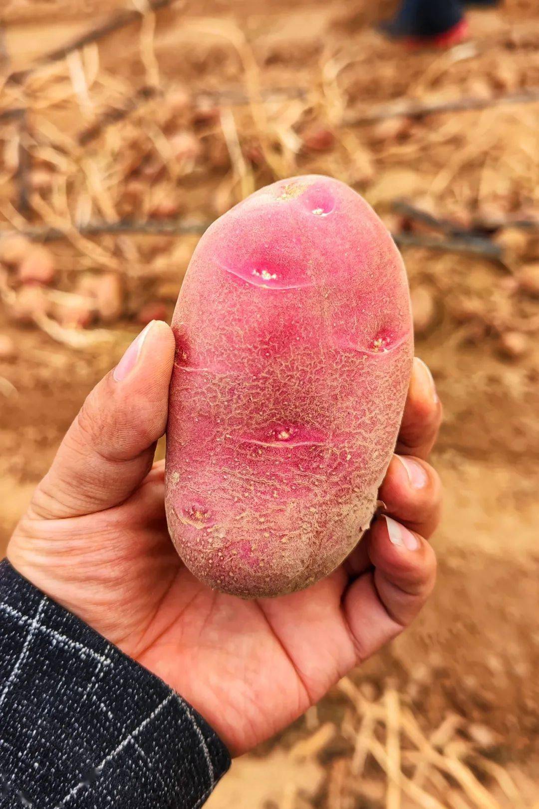 摄影/乡味宁夏 生长了一个夏季的土豆,静悄悄在黑暗肥沃的土里成长