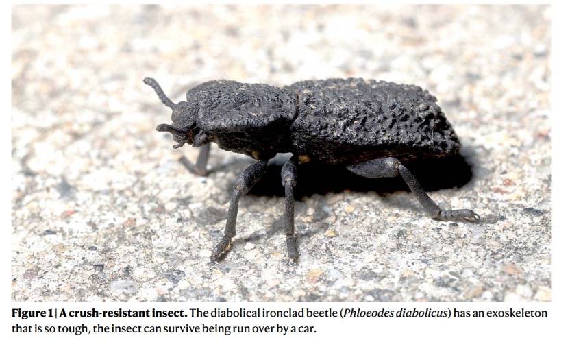 汽车也压不扁的甲虫?科学家揭示铁定甲虫坚硬外壳密码