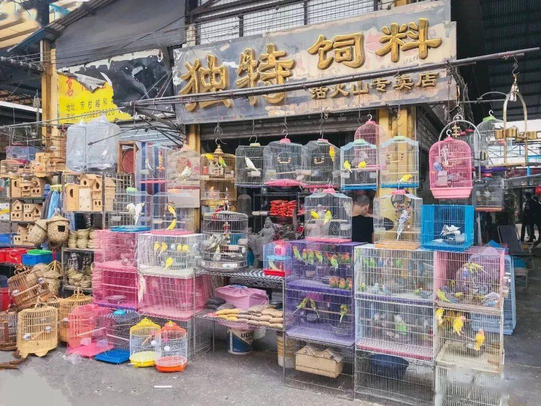 广州花鸟鱼虫批发市场图片