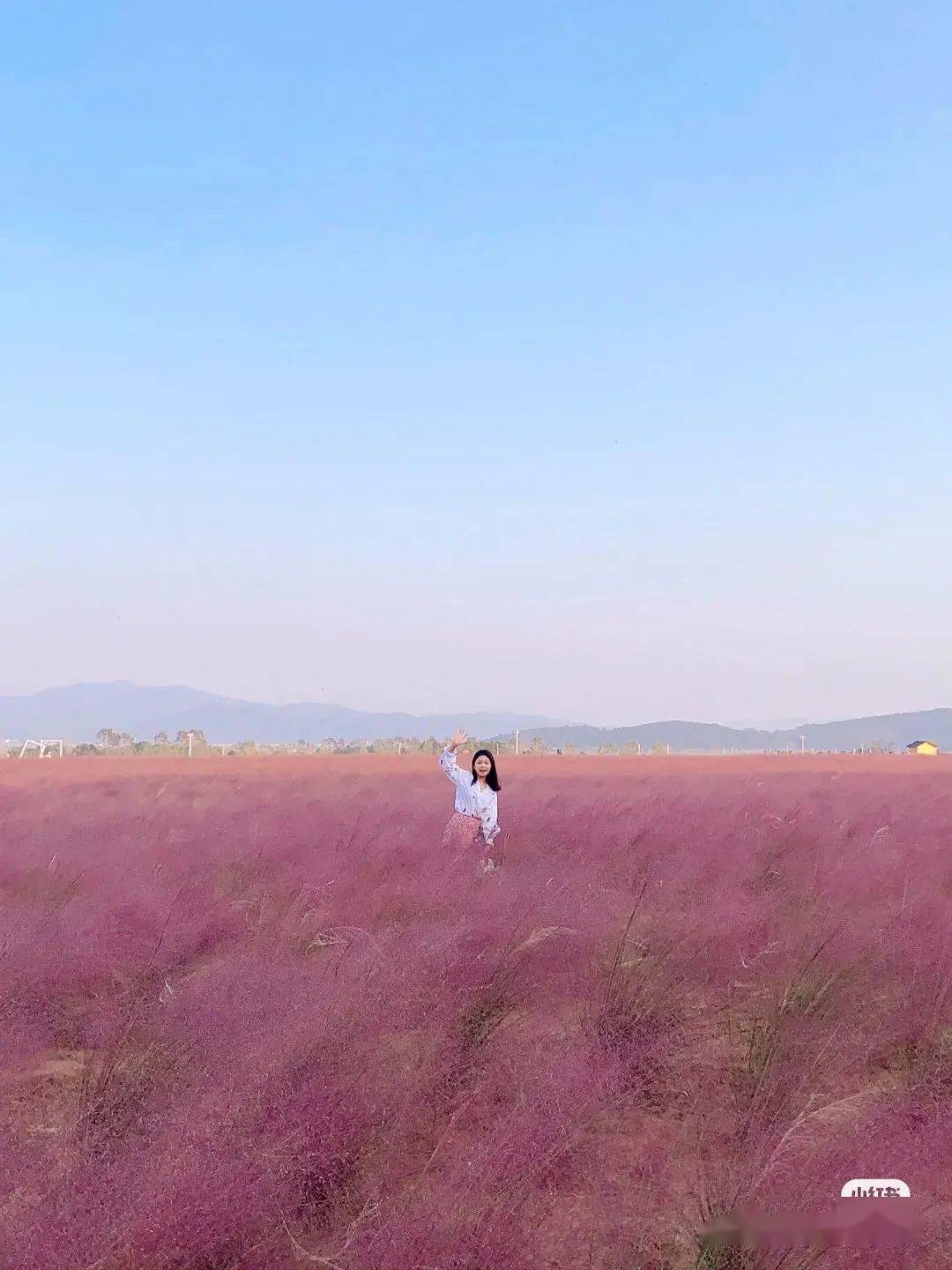 少女的秋天,最不能錯過的粉色浪漫在江西_花海