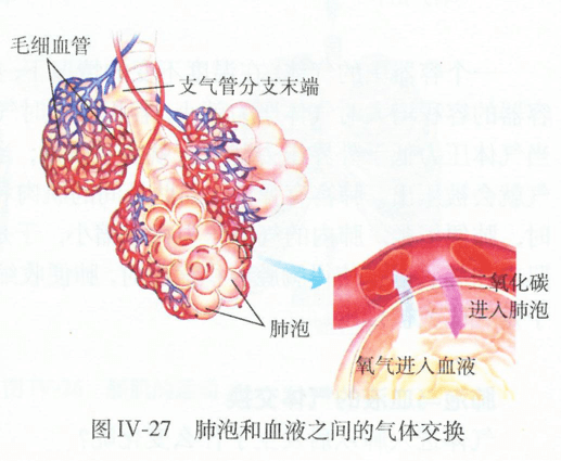 封志純教授臍帶血在新生兒支氣管肺發育不良的科研應用