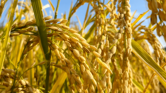 沿河探去无边的稻田里黄橙橙的像铺了一地金子沉甸甸的稻穗压得稻杆都