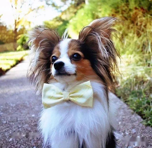 什么狗最聪明?世界上最聪明的十种狗狗排名