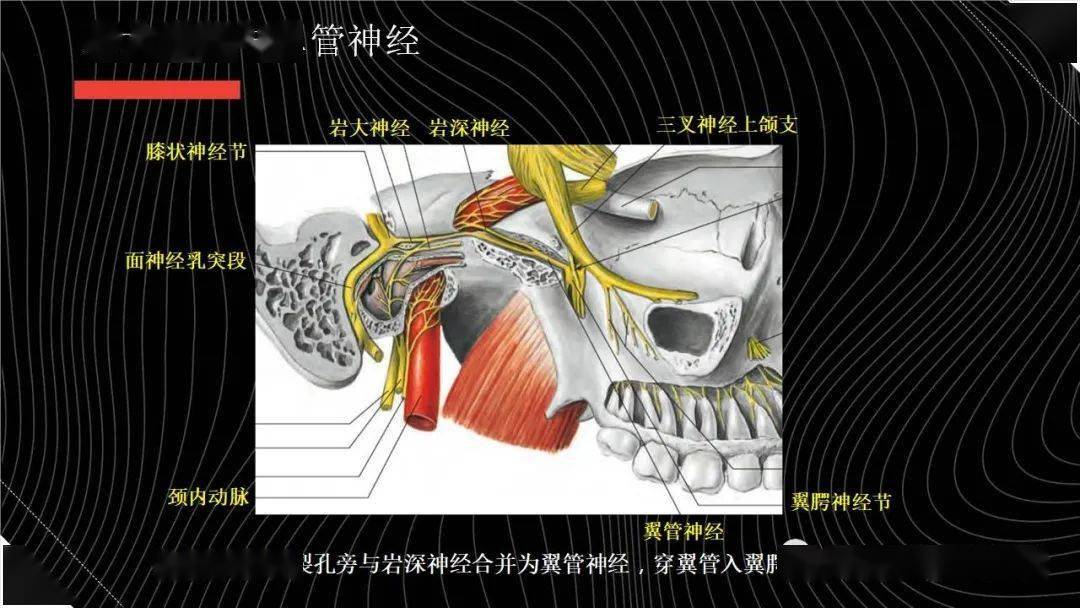 面神经解剖与常见疾病