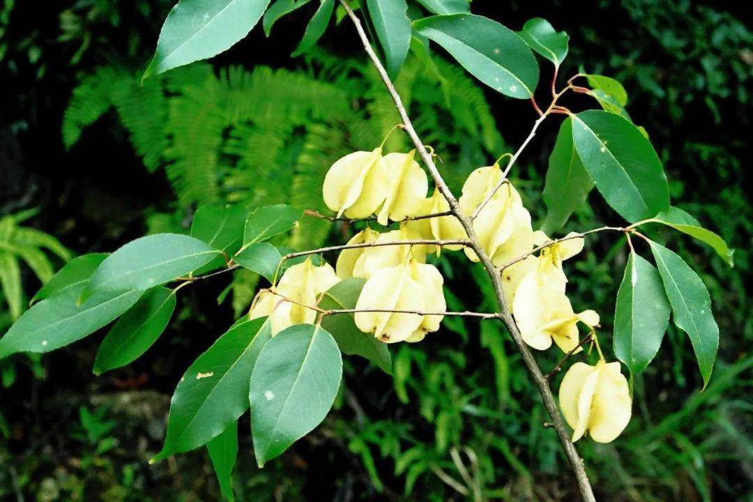 銀鍾花 halesia macgregorii白桂木 artocarpus hypargyreus福建含笑