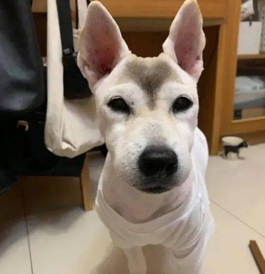 柴犬被送到美容院出来以后变成这副形象网友这是史努比吧
