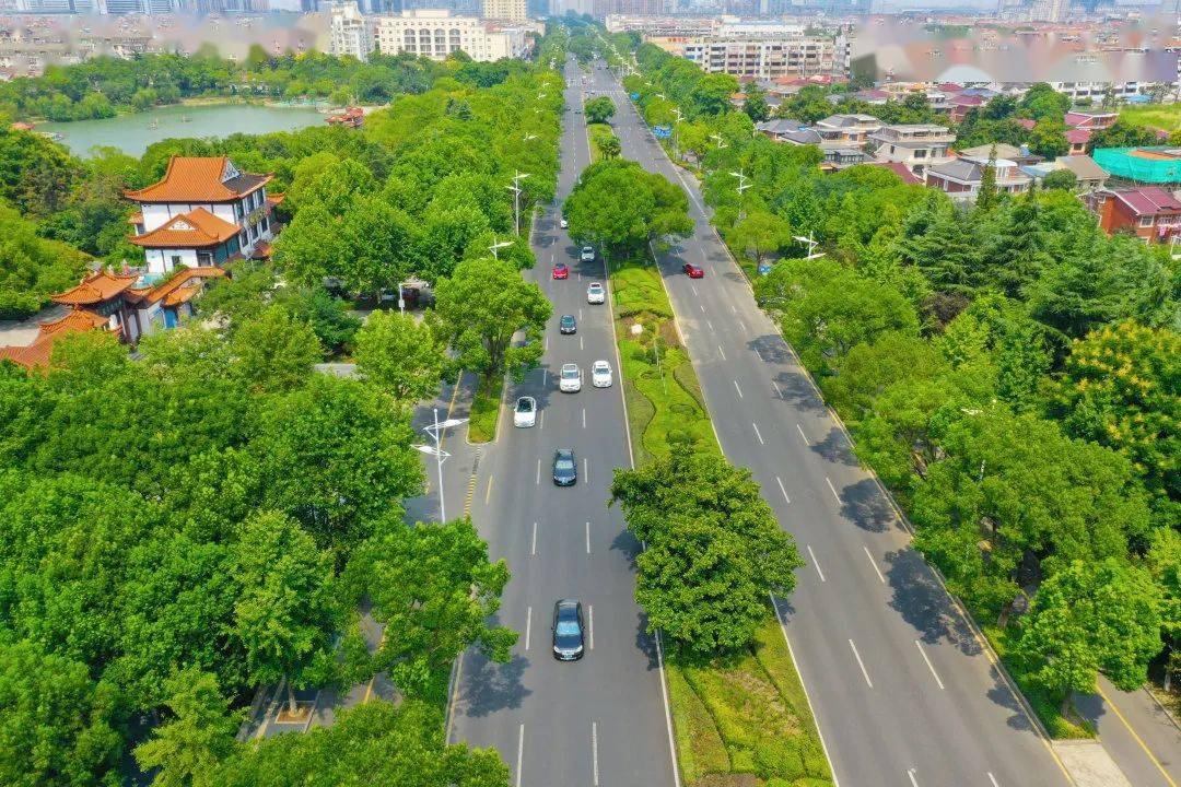 我想告诉你关于香樟之城的秘密