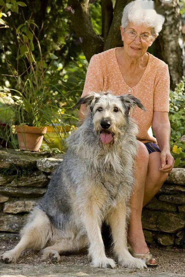 老年犬向你说再见的7个表现你准备好它的离世了吗