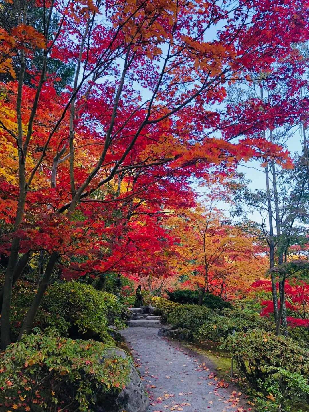 西雅图枫叶美景 怎样拍才不俗气?