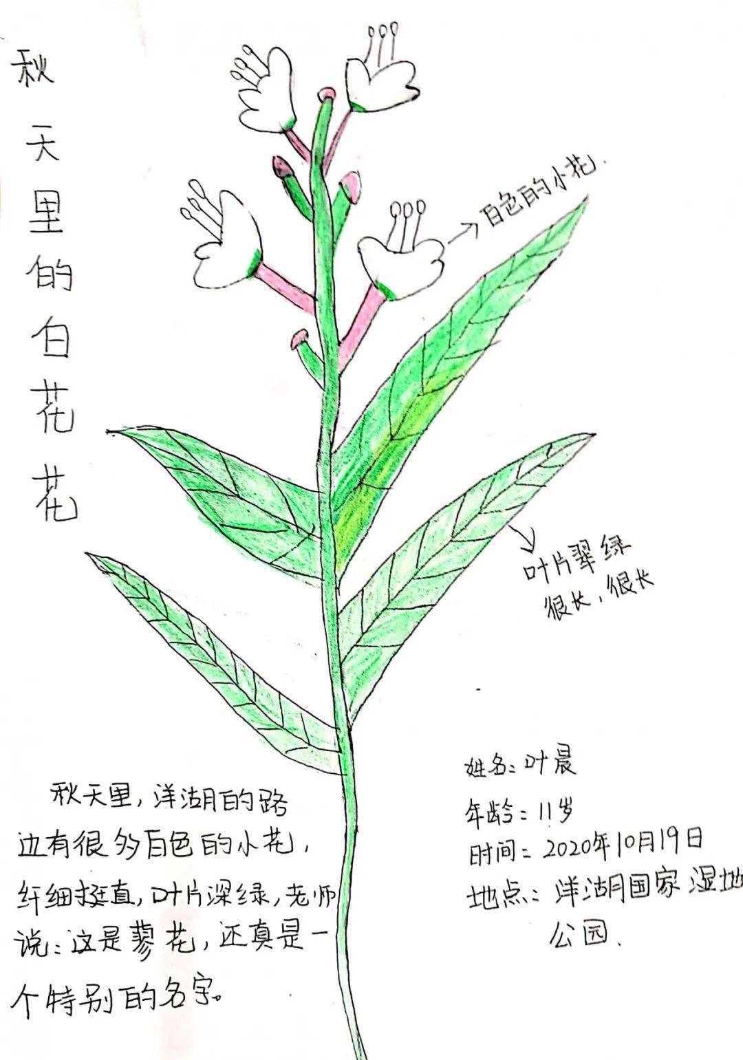 叶晨小朋友的这幅自然笔记《秋天里的白花花》排版整洁,对蓼花朵的