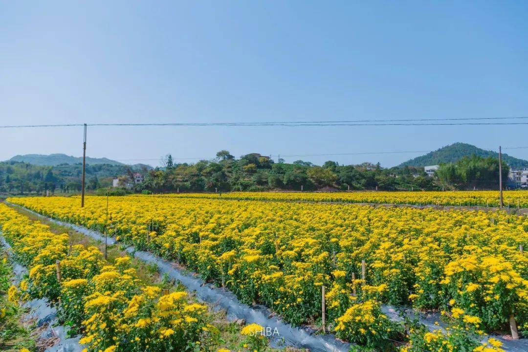 泰顺最大的金丝皇菊花海已经花开成海啦!快约起来,错过再等一年!