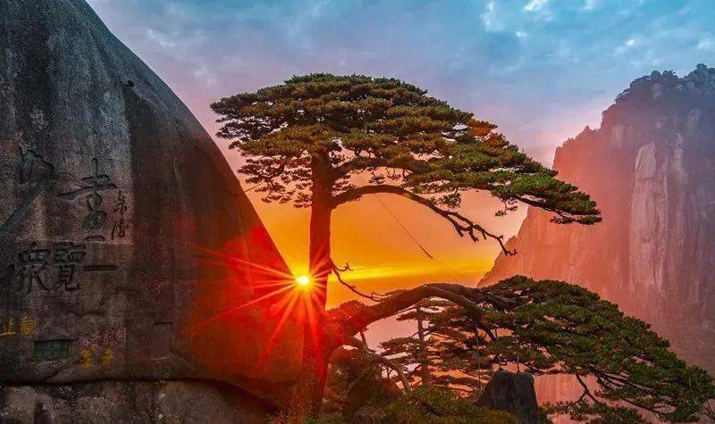 黄山迎客松是塑料的?官方回应了