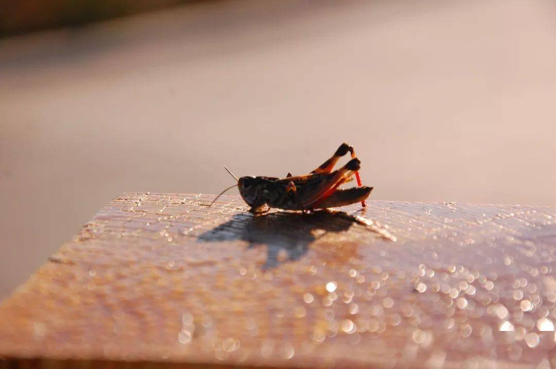 蛰虫在洞中不食不动,耷拉着脑袋进入冬眠状态,就像修行人的沉思或入定