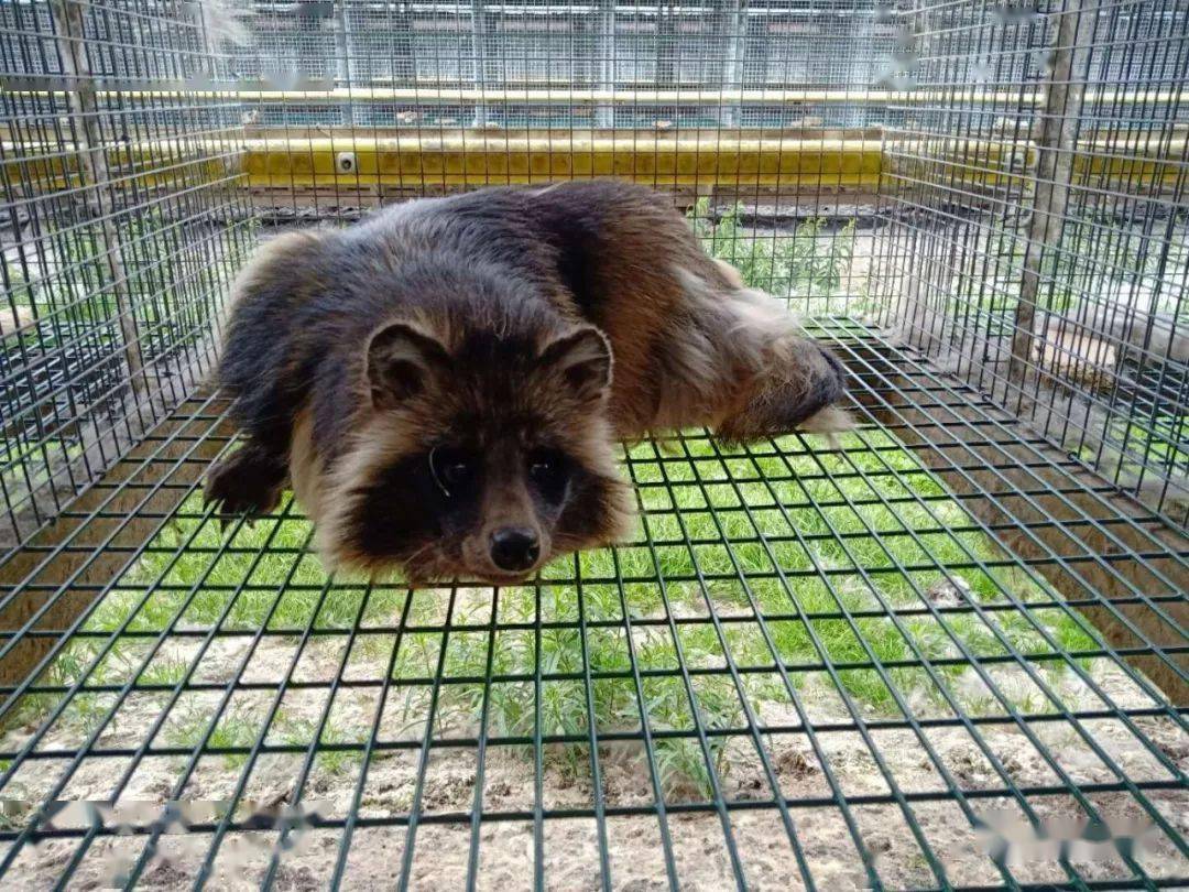 毛皮動物飼養管理, 疾病防控專業微信平臺狐貉貂養殖必備移動端知識