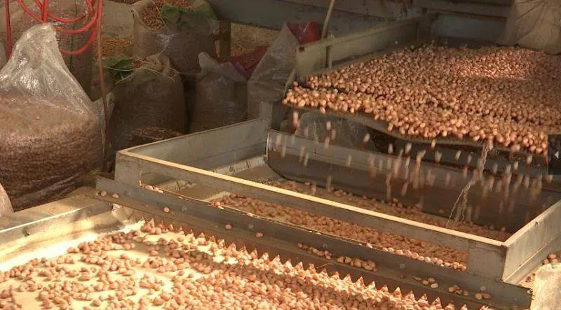 全面建成小康社会决战决胜脱贫攻坚郝庄镇刁涅沟村花生米加工促民增收