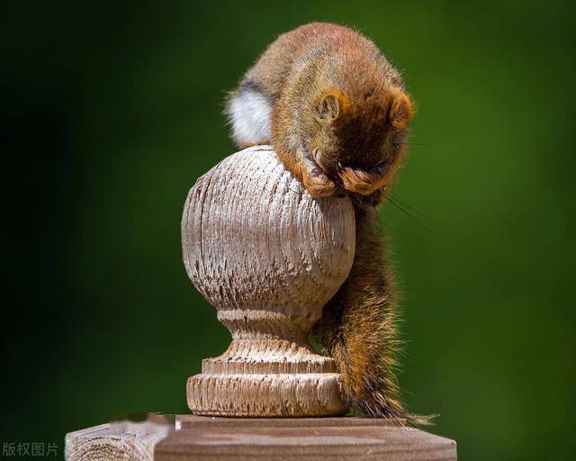 动物害羞的样子你见过吗简直要被萌化了网友爱了