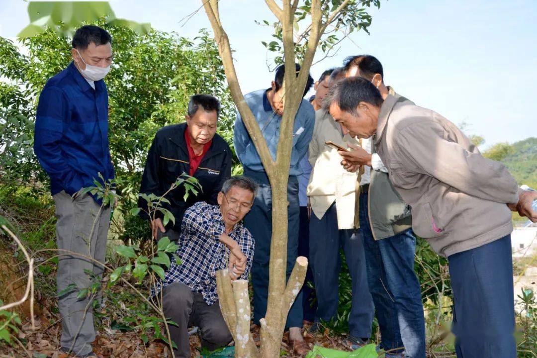 平山鎮:改良荔枝品種 助農增產增收