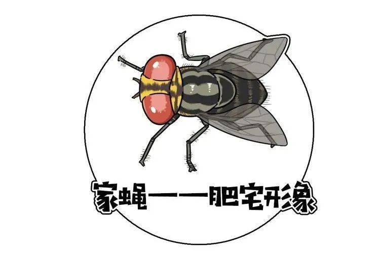 苍蝇为什么要搓手