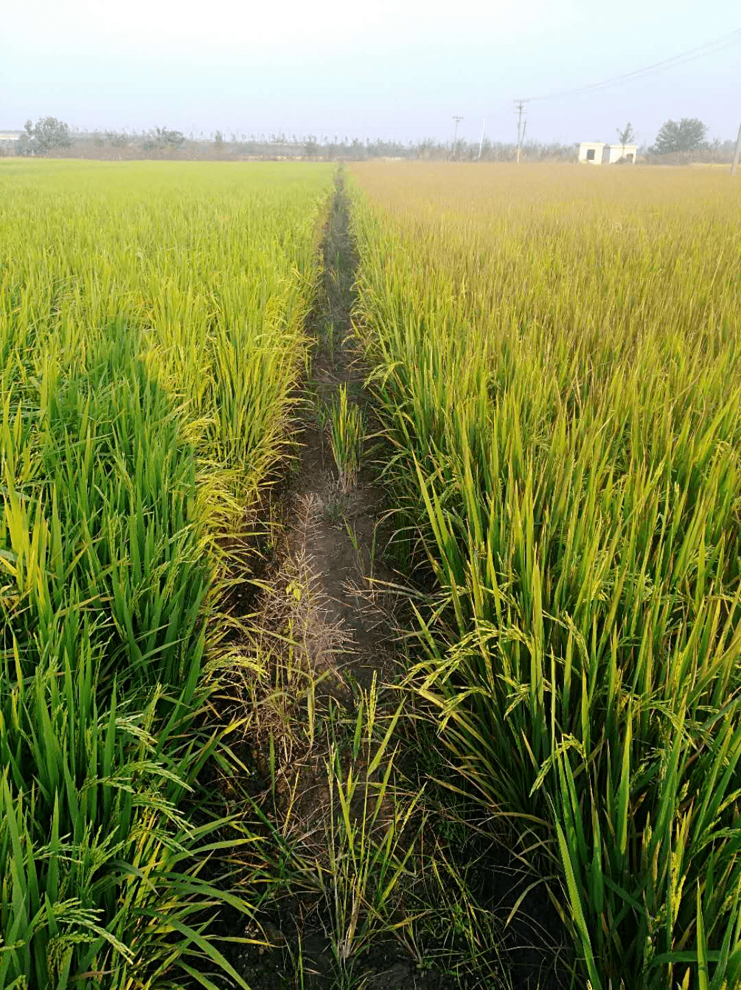 水稻抗倒伏高产方法
