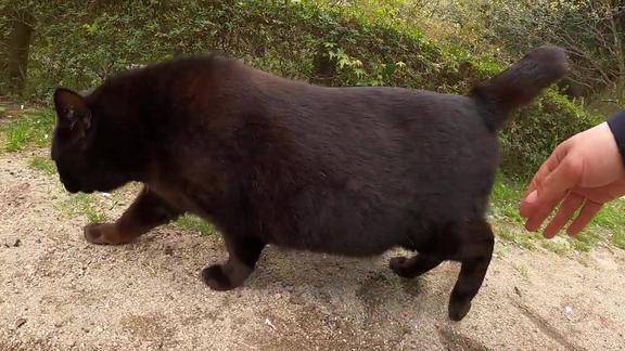 公园内发现一只胖黑猫你瞧这尾巴都肥成了腿样