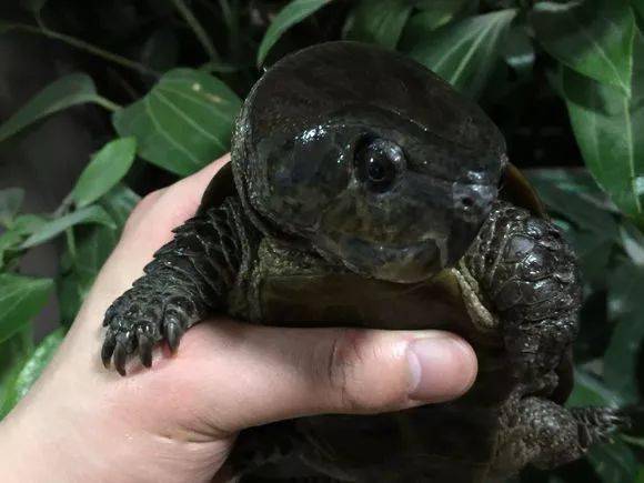 釣不到魚回來路上抓了只龜,長個鷹嘴性子惡求鑑定