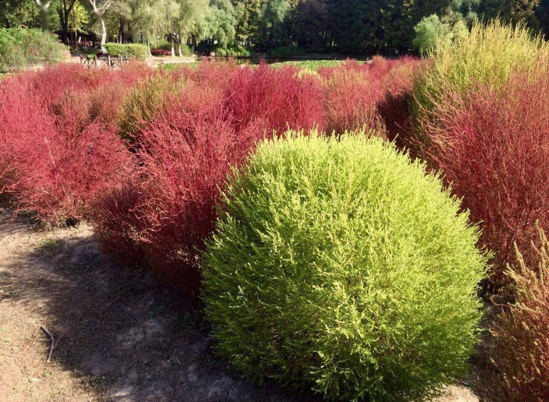 早在 2016年 世紀公園內就開始種植紅葉地膚 經過園內綠化工作者的