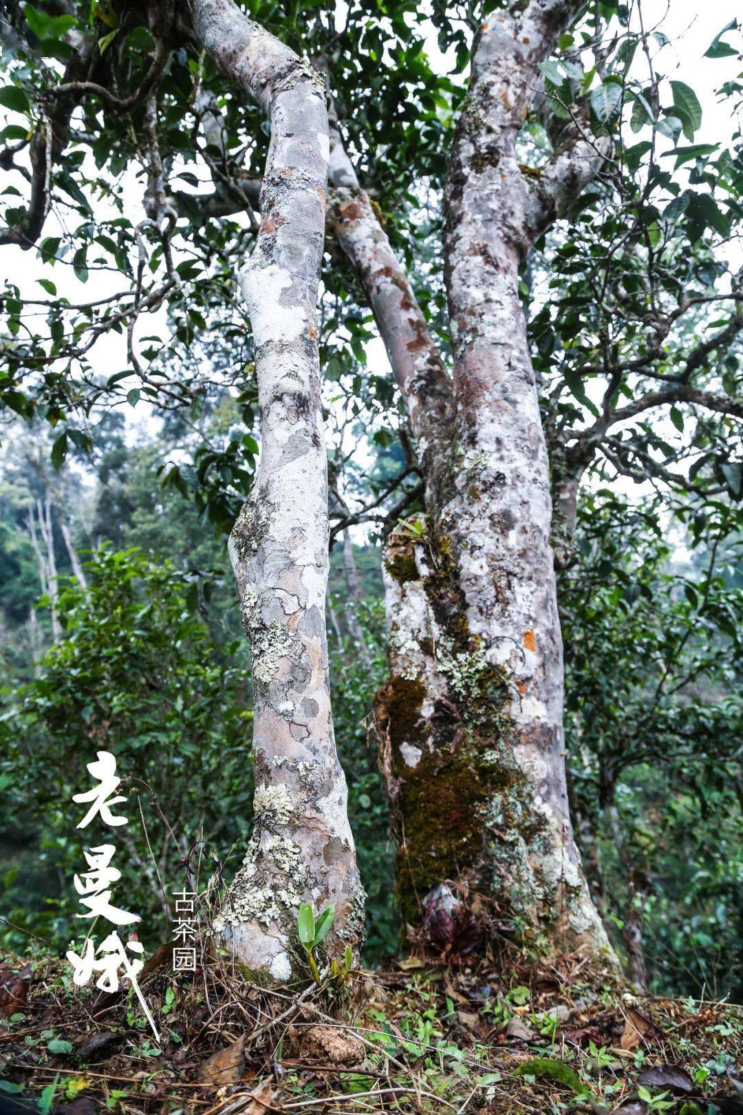 书剑说普洱 | "茶山行"之老曼峨:千年布朗茶山的无冕之王!