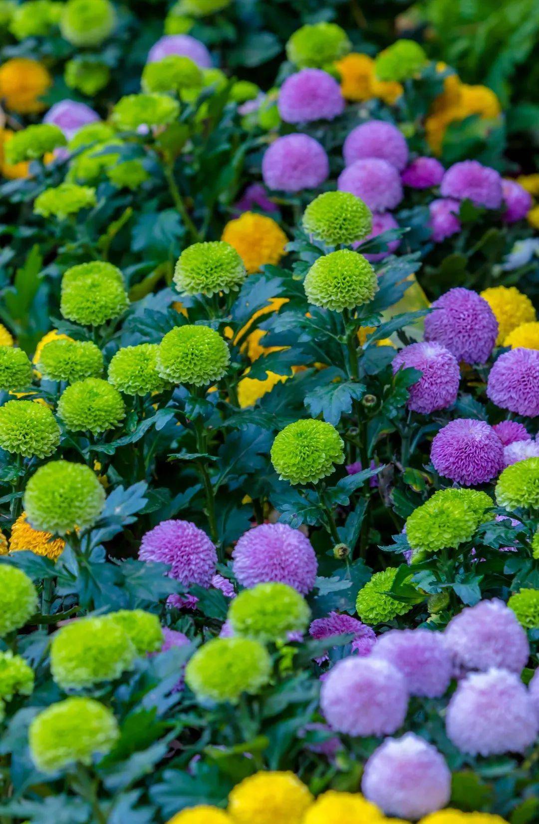 济南最值得看的金菊都在这里!_菊花