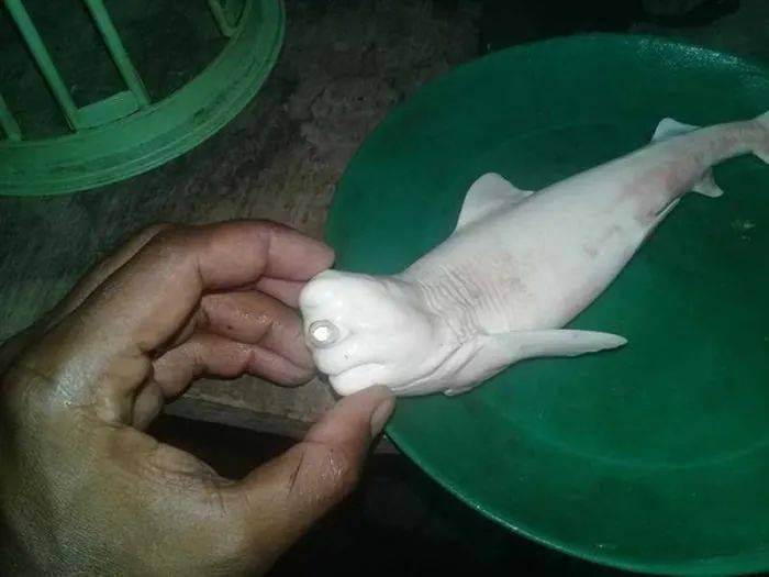 渔民发现罕见独眼白鲨,图片略惊悚慎入