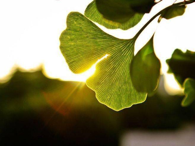 每日植物 | 银杏 Ginkgo biloba-搜狐大视野-搜狐新闻