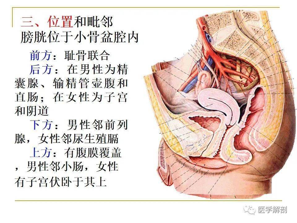 膀胱的位置及毗邻图片