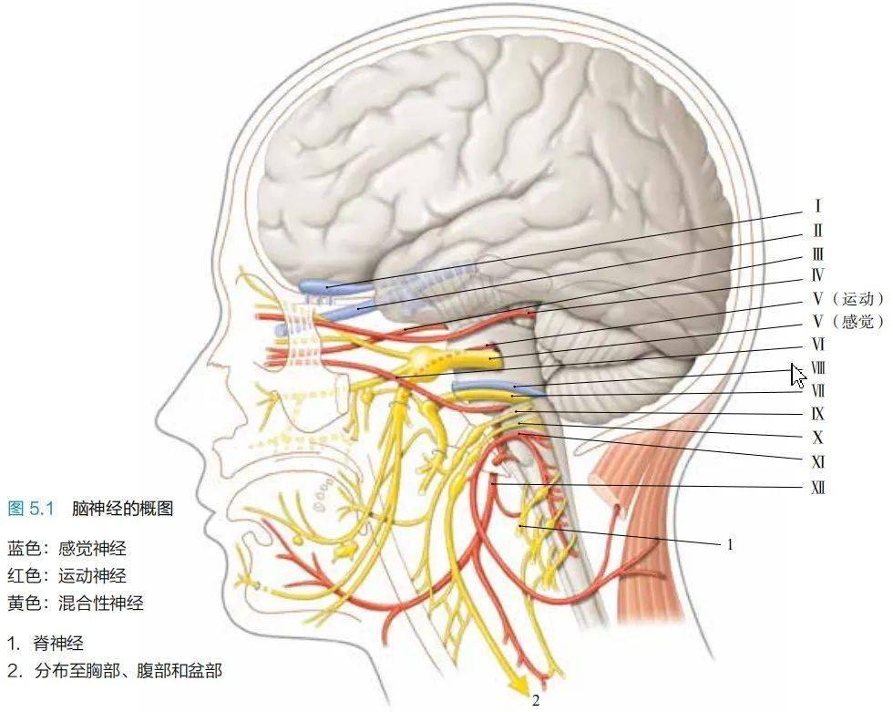 解剖连载脑神经的概述1