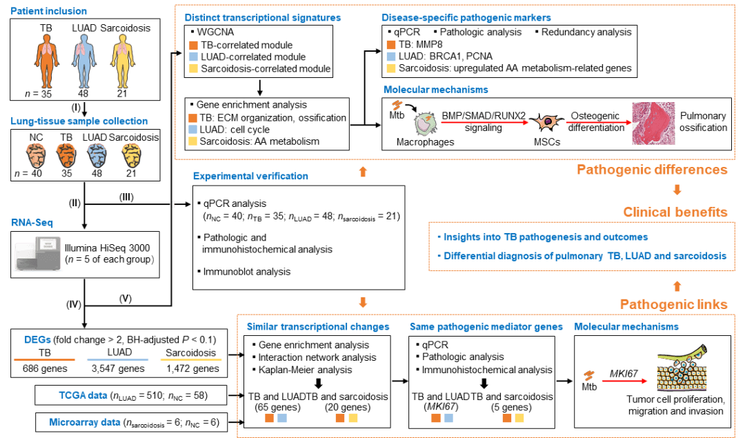 中国科学院微生物研究所刘翠华课题组揭示肺结核肺腺癌